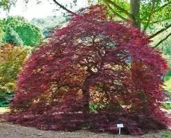 Red Dragon Japanese Maple Live Plant – 2-3 Ft Tall – Weeping Laceleaf Acer Palmatum - Image 2