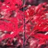 Red Dragon Japanese Maple Live Plant – 2-3 Ft Tall – Weeping Laceleaf Acer Palmatum - Image 1