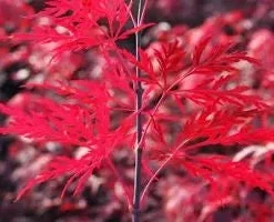 Red Dragon Japanese Maple Live Plant – 2-3 Ft Tall – Weeping Laceleaf Acer Palmatum - Image 1