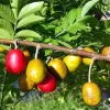 Red Hog Plum Tree - Live Plant - 2 Feet Tall - 3 Gallon Pot - Outdoor Fruit - Image 1