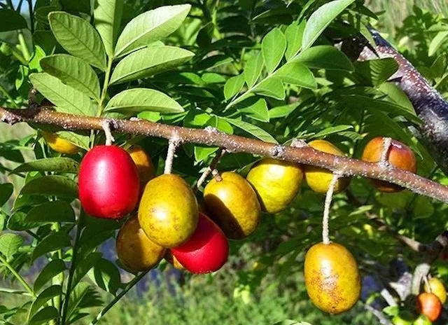 Red Hog Plum Tree - Live Plant - 2 Feet Tall - 3 Gallon Pot - Outdoor Fruit - Image 1