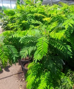 Red Hog Plum Tree - Live Plant - 2 Feet Tall - 3 Gallon Pot - Outdoor Fruit - Image 2