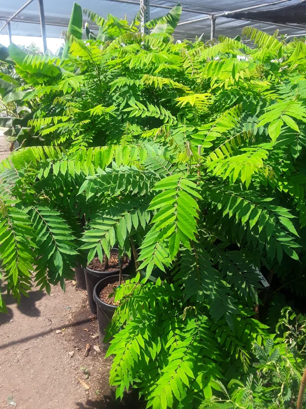 Red Hog Plum Tree - Live Plant - 2 Feet Tall - 3 Gallon Pot - Outdoor Fruit - Image 2