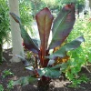 Red Leaf Banana Plant - Ensete Ventricosum Maurelii Live Plant 1-2 ft Tall in 6 inch Pot - Tropical Outdoor - Image 1