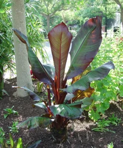 Red Leaf Banana Plant - Ensete Ventricosum Maurelii Live Plant 1-2 ft Tall in 6 inch Pot - Tropical Outdoor - Image 1