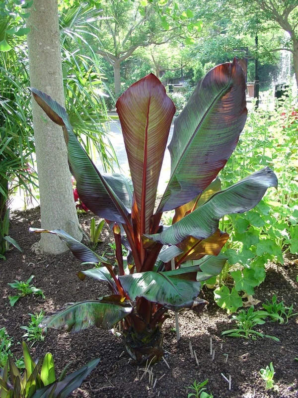 Red Leaf Banana Plant - Ensete Ventricosum Maurelii Live Plant 1-2 ft Tall in 6 inch Pot - Tropical Outdoor - Image 1