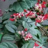 Red-Purple Bleeding Heart Vine Live Plant - Clerodendrum thomsoniae - 1 Ft Tall in 3" Pot - Image 1