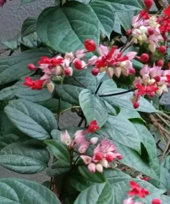 Red-Purple Bleeding Heart Vine Live Plant - Clerodendrum thomsoniae - 1 Ft Tall in 3" Pot - Image 1