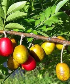Red Spanish Hog Plum Live Plant - 1 Foot Tall Tree in 6" Pot - Image 2