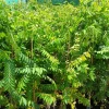 Red Spanish Hog Plum Live Plant - 1 Foot Tall Tree in 6" Pot - Image 1