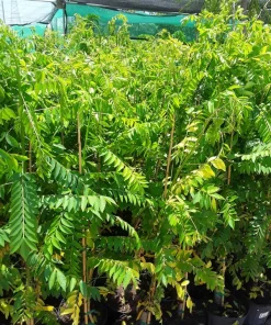Red Spanish Hog Plum Live Plant - 1 Foot Tall Tree in 6" Pot - Image 1