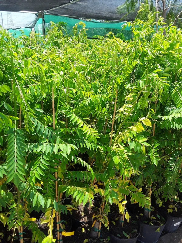 Red Spanish Hog Plum Live Plant - 1 Foot Tall Tree in 6" Pot - Image 1