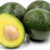 Reed Avocado Tree - Grafted Live Plant - 1 to 2 Feet Tall - 6 inch Pot - Image 1