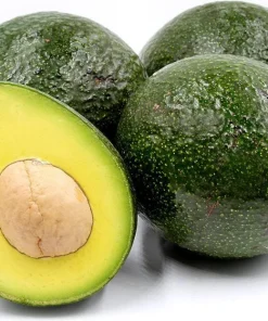 Reed Avocado Tree Live Plant – 1 Ft Tall Grafted – Outdoor Fruit Tree in 6" Pot - Image 1