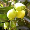 Rose Apple Live Plant - 1 ft Tall - Tropical Fruit Tree in 1 Gallon Pot - Image 1