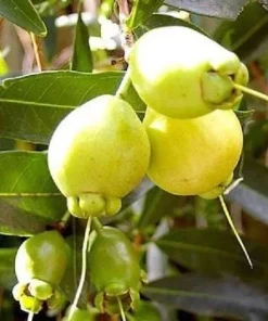 Rose Apple Live Plant - 1 ft Tall - Tropical Fruit Tree in 1 Gallon Pot - Image 1