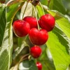 Royal Lee Cherry Tree - Live Plant - Grafted - 3-4 ft Tall - 3 Gallon Pot - Image 1