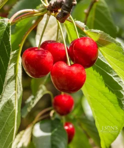 Royal Lee Cherry Tree - Live Plant - Grafted - 3-4 ft Tall - 3 Gallon Pot - Image 1
