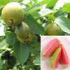 Ruby Supreme Guava Live Plant – 2-3 Ft Tall – 3 Gallon Pot – Tropical Fruit Tree - Image 1