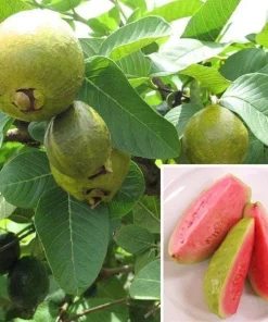 Ruby Supreme Guava Live Plant – 2-3 Ft Tall – 3 Gallon Pot – Tropical Fruit Tree - Image 1
