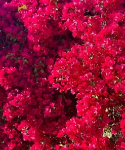 San Diego Red Bougainvillea Live Plant – 1 ft Tall – 1 Gallon Pot – Outdoor Shrub - Image 1
