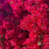 San Diego Red Bougainvillea Live Plant – 3-4 ft Tall – 3 Gallon Pot – Outdoor Shrub - Image 1