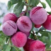 Santa Rosa Plum Tree Live Plant – 3 feet tall – 1 Gallon Pot – Outdoor Fruit Tree - Image 1
