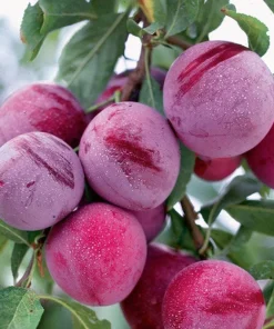 Santa Rosa Plum Tree Live Plant – 3 feet tall – 1 Gallon Pot – Outdoor Fruit Tree - Image 1