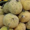 Santol Live Plant – 2 feet Tall – Ships in 3 Gallon Pot – Tropical Fruit Tree - Image 1