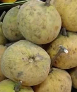 Santol Live Plant – 2 feet Tall – Ships in 3 Gallon Pot – Tropical Fruit Tree - Image 1