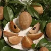 Sapodilla Live Plant – 2-3 ft Tall – Fruit Tree – 3 Gallon Pot - Image 1