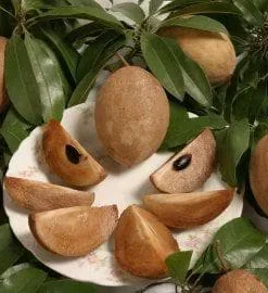 Sapodilla Live Plant – 2-3 ft Tall – Fruit Tree – 3 Gallon Pot - Image 1