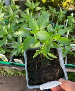 Serrano Pepper Live Plant – 3-inch Pot – Hot Chili Pepper for Culinary Use - Image 2