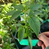 Serrano Pepper Live Plant – 3-inch Pot – Hot Chili Pepper for Culinary Use - Image 1