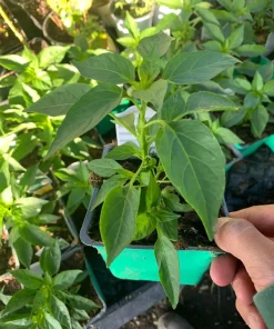 Serrano Pepper Live Plant – 3-inch Pot – Hot Chili Pepper for Culinary Use - Image 1