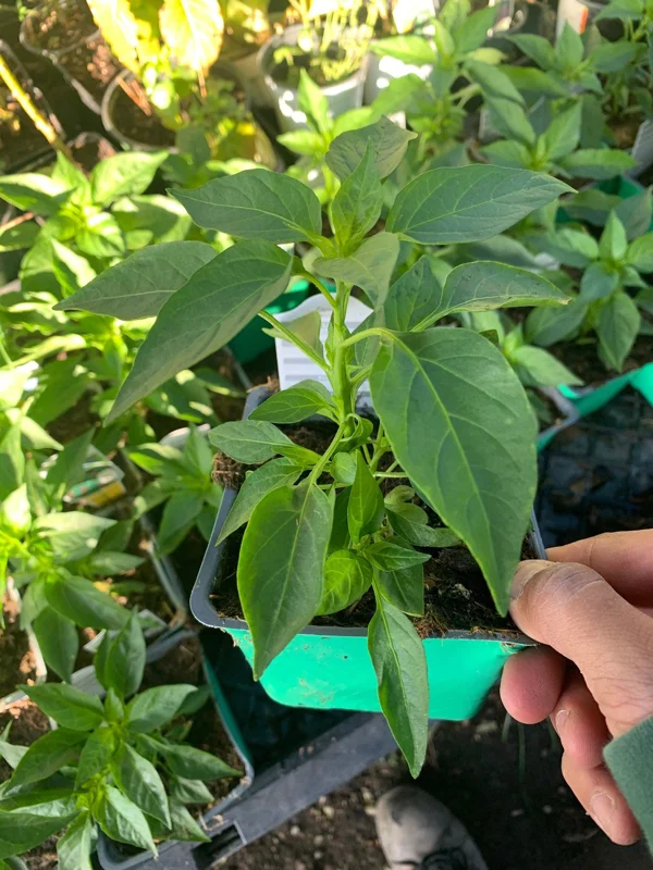 Serrano Pepper Live Plant – 3-inch Pot – Hot Chili Pepper for Culinary Use - Image 1