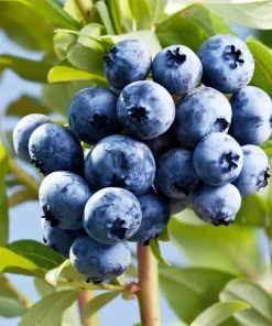 Sharpblue Southern Highbush Blueberry Live Plant – 1 ft Tall – 6 inch Pot - Image 1