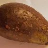 Sharwil Avocado Tree Live Plant – Grafted – 1 Foot Tall - Image 1