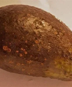 Sharwil Avocado Tree Live Plant – Grafted – 1 Foot Tall - Image 1