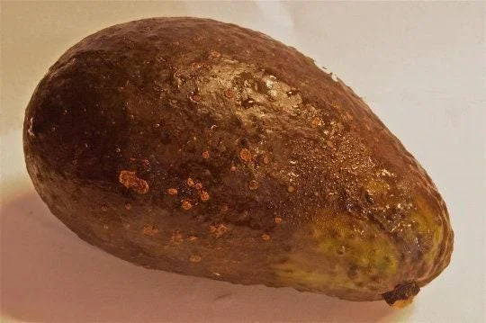 Sharwil Avocado Tree Live Plant – Grafted – 1 Foot Tall - Image 1