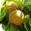 Shinseiki Asian Pear Tree Live Plant – 3-4 ft Tall in 3 Gallon Pot – Outdoor Fruit Tree - Image 1