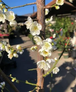 Shiro-Kaga Ume Flowering Apricot Tree – Live Plant – 3-4 ft – 3 Gallon Pot – Outdoor - Image 2