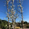 Shiro-Kaga Ume Flowering Apricot Tree – Live Plant – 3-4 ft – 3 Gallon Pot – Outdoor - Image 1
