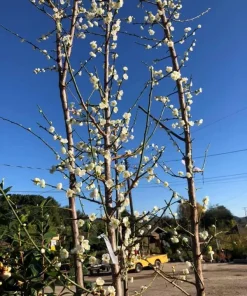 Shiro-Kaga Ume Flowering Apricot Tree – Live Plant – 3-4 ft – 3 Gallon Pot – Outdoor - Image 1