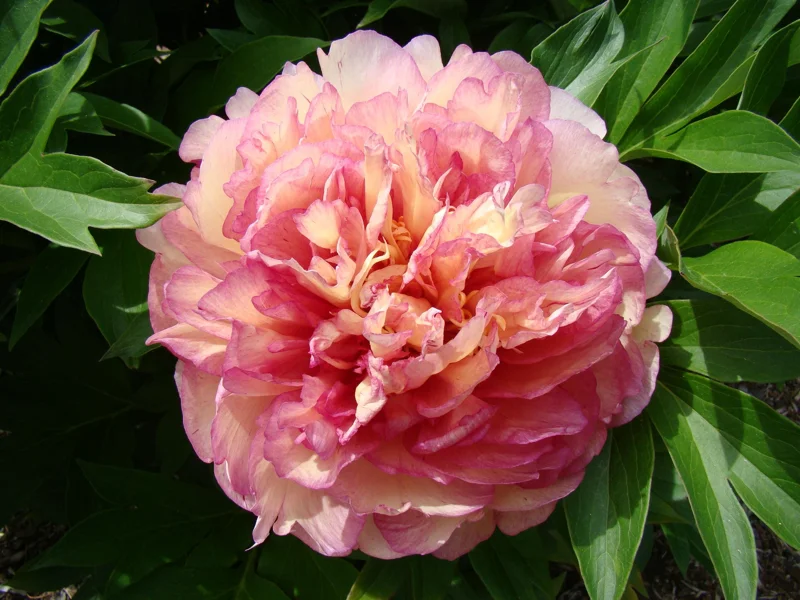 Simply Scrumptious Itoh Peony Live Plant - 1 Foot Tall - Ships in 6 Inch Pot - Image 2