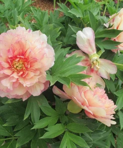 Simply Scrumptious Itoh Peony Live Plant - 1 Foot Tall - Ships in 6 Inch Pot - Image 1