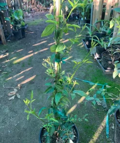 South African Jasmine Angulare Live Plant – 6 inch Pot – Fragrant Shrub - Image 2