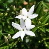 South African Jasmine Angulare Live Plant – 6 inch Pot – Fragrant Shrub - Image 1