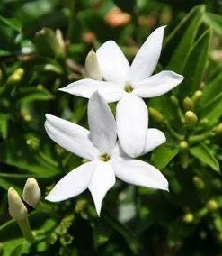 South African Jasmine Angulare Live Plant – 6 inch Pot – Fragrant Shrub - Image 1