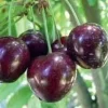 Stella Cherry Tree Live Plant – 3-4 ft Tall – Self-Fertile Fruit Tree - Image 1